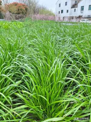 黑麦草种子种植方法(秋播牧草：四倍黑麦草什么时候播种？怎么播种产量更高？)