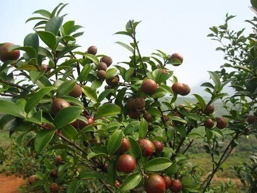 大山深处的“油茶树”，从开花到摘果，从开花到果熟需要一年之久