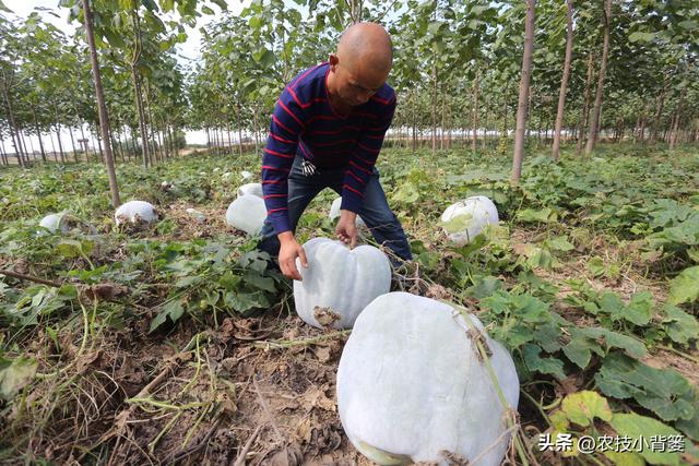 冬瓜怎样种植长得大、产量高？告诉你十个种植管理技巧