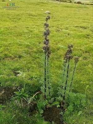 铁棒锤种植技术(中药材铁棒锤)