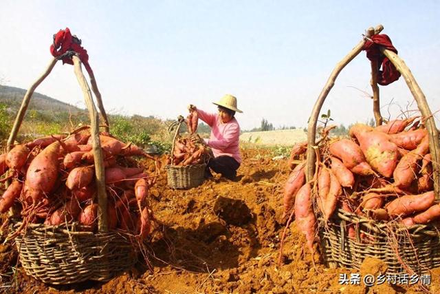 红薯什么时候收获最合适？早了晚了都不好，看完就知道正确答案