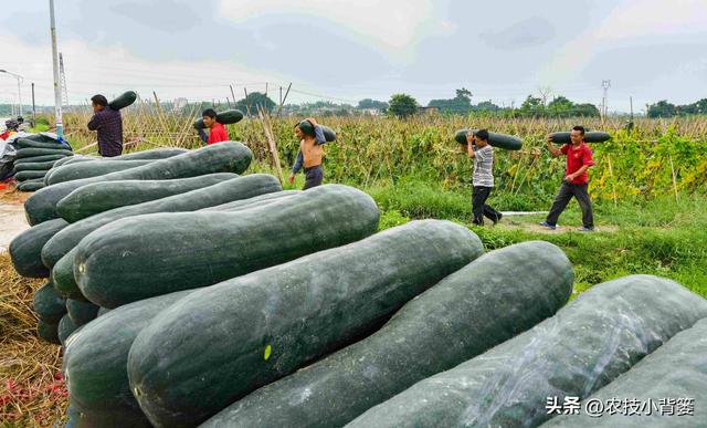 冬瓜怎样种植长得大、产量高？告诉你十个种植管理技巧