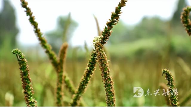 车前草，村民致富增收新“法宝”