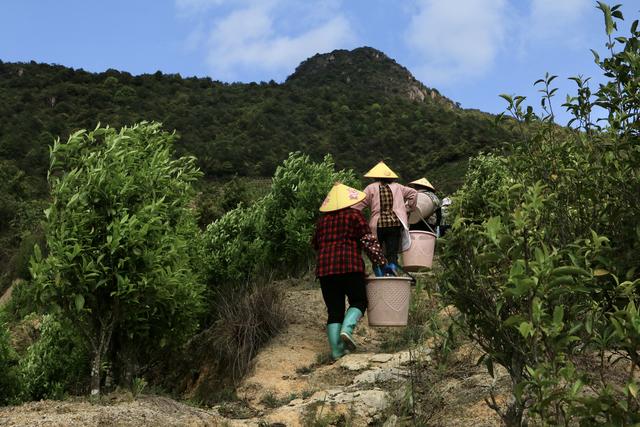 靠茶年入千万，这个小村庄到底有什么魔力？