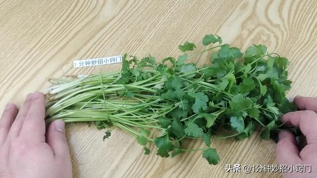 把香菜放进塑料瓶里，真是厉害了，多亏卖菜阿姨教我方法，涨知识