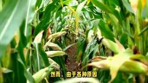 玉米种植注意事项(玉米种植技巧)