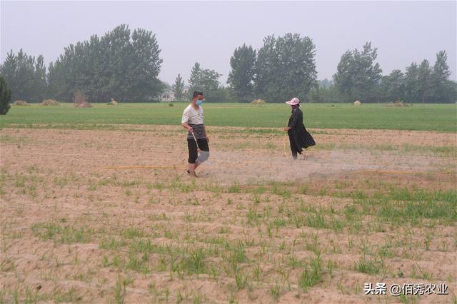 农村人种植中药材，杂草是头号敌人，如何防除有技巧