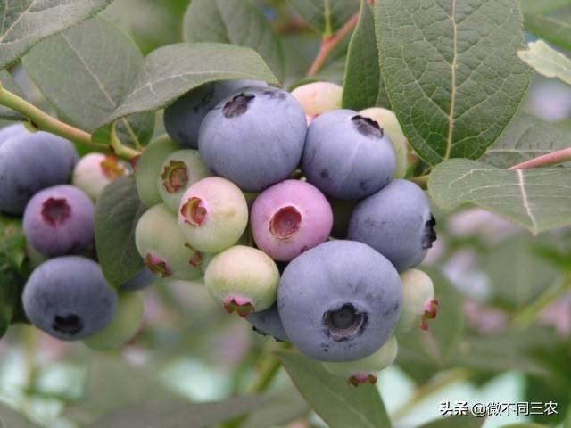 蓝莓种植条件