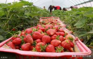 草莓种植资料(草莓种植巧妙控旺，开花多、结果多、产量高)