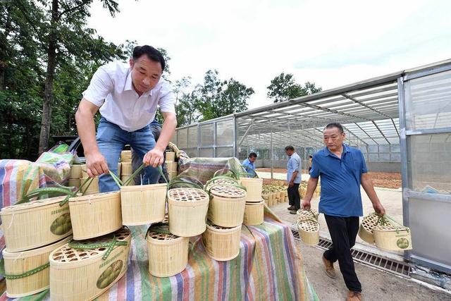 保康核桃喜丰收 助农增收销路畅