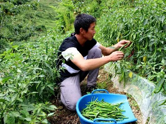 黄桃树间种辣椒，管理简单收成好。