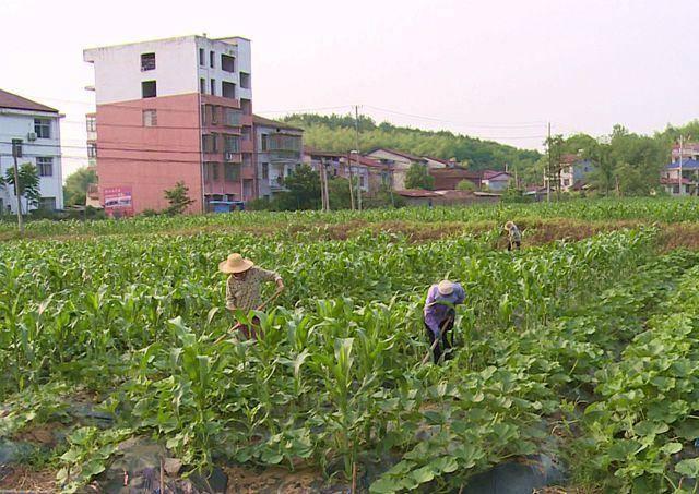 赤壁市两山投资公司：试种新农作 打造新样板