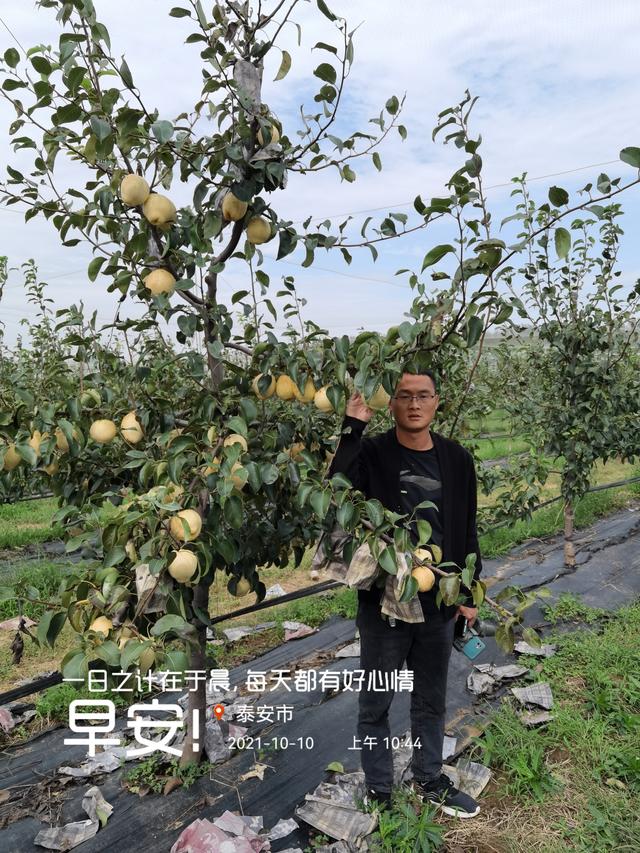 如何栽植好山农酥梨树 讲解山农酥梨苗的栽植要求