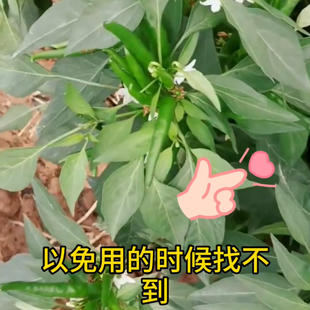 朝天椒要高产，花期管理是关键#辣椒高产