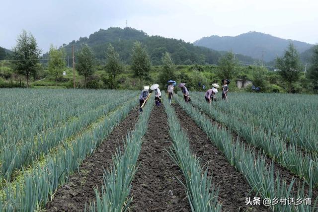 种植大葱如何让葱白长得粗、长、实？只需做好5点，多年经验