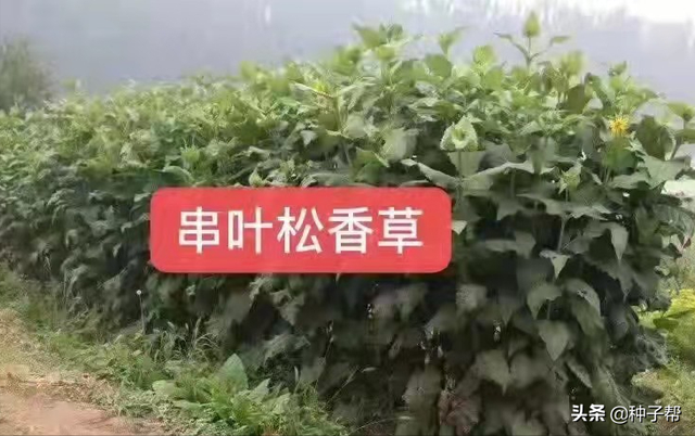 能耐-40度的松香草，亩产2万公斤，不怕冻，不怕涝，高温也能长