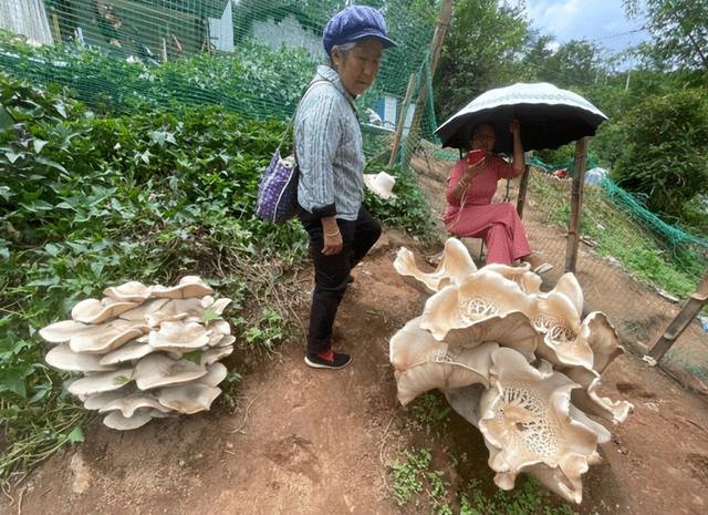 种西瓜却长出一地蘑菇，西瓜还没蘑菇大，惠州女子喜获罕见食用菌