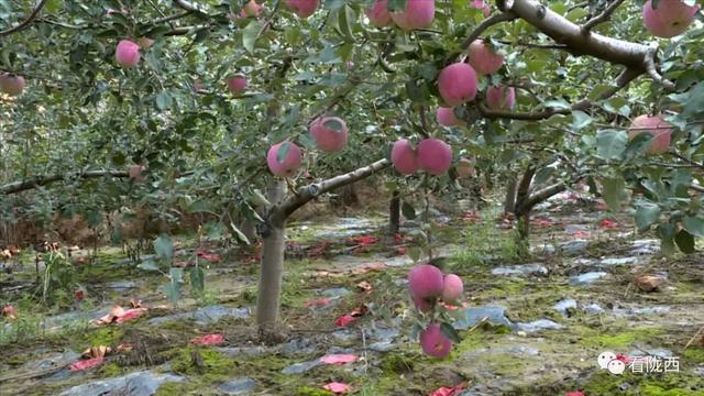 【奋进新征程·和美乡村行】陇西和平乡：金秋苹果俏枝头