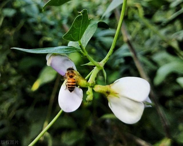 豆角种植技术要点及管理举措研究，学到就是你的，还不来看吗？