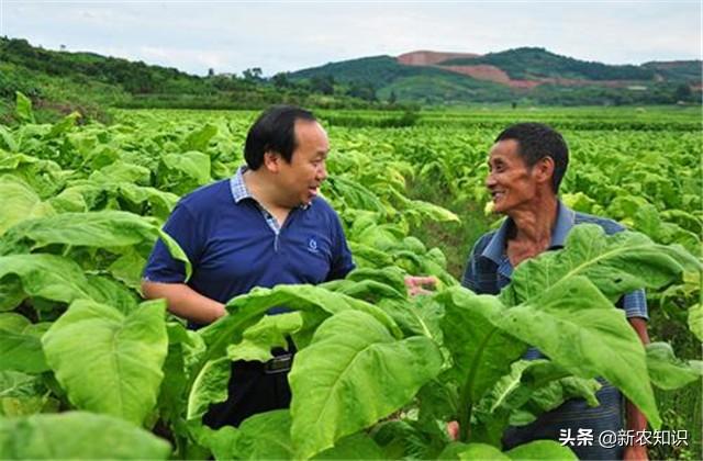 新农知识——烟草种植技术，及推广对策探究