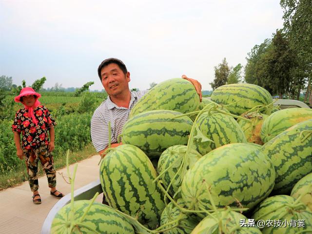 大葱、芹菜、萝卜、西瓜高产优收种植技巧，真实用！赶紧收藏起来