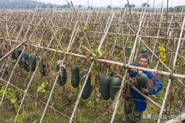 冬瓜怎样种植长得大、产量高？告诉你十个种植管理技巧