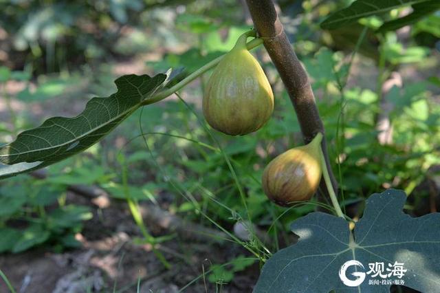 探秘青岛最大无花果种植基地：盛果期一天产万斤 批发收入10万元