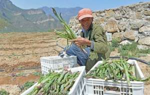 种植芦笋成本高吗(每日获利超万元高山芦笋让这个山村快速脱低)