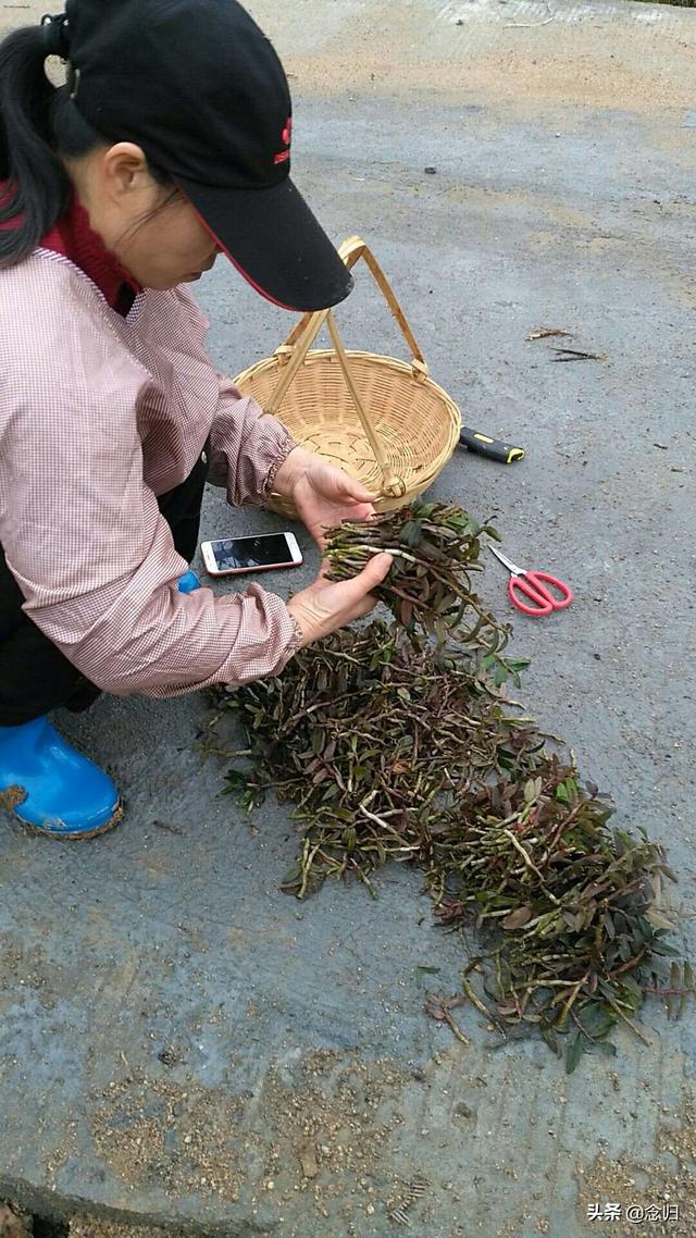 铁皮石斛仿野生种植技法，如何种出高品质铁皮石斛？