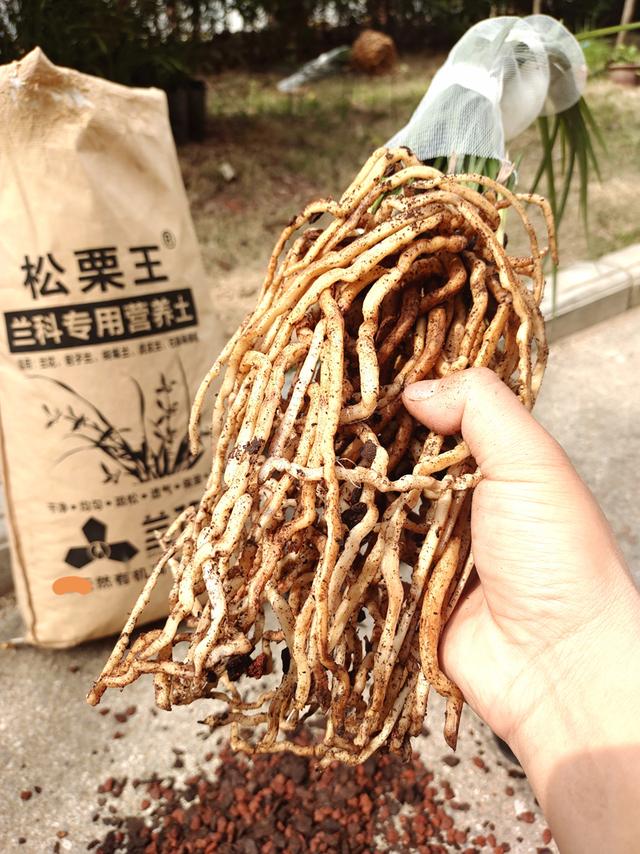 快速服盆兰花的技巧，选择能滋养兰菌的原土植料