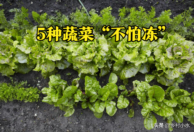 5种蔬菜“不怕冻”，霜降后放心种植，一冬都有新鲜蔬菜吃