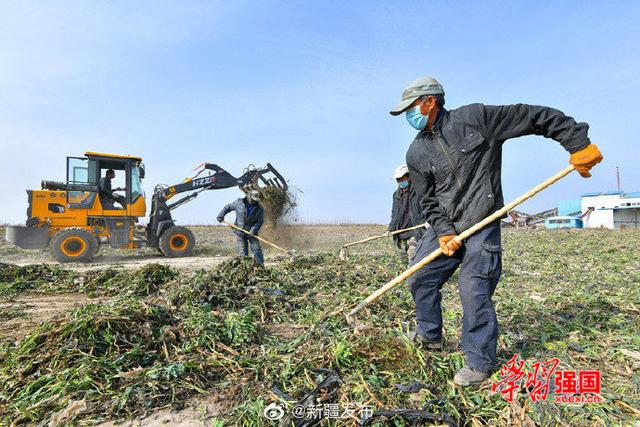 新疆哈密：5000余亩板蓝根丰收 订单种植拓宽增收路