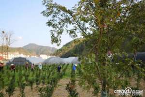 广东红豆杉种植基地(镇安有棵1500年树龄红豆杉 这是成了红豆杉氧吧小镇)