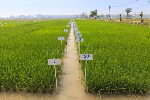 水稻的种植技术和市场前景：理论、实践和政策的探讨