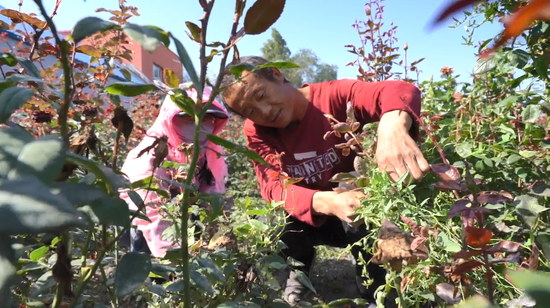 乌鲁木齐市米东区：鲜花种植 催生“美丽经济”