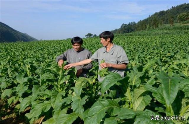 新农知识——烟草种植技术，及推广对策探究