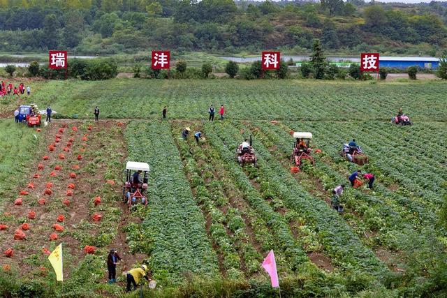 在大大的田地里面挖呀挖呀挖！湖北最大红薯基地迎来采收季，丰收节当天喜签2亿元采购大单