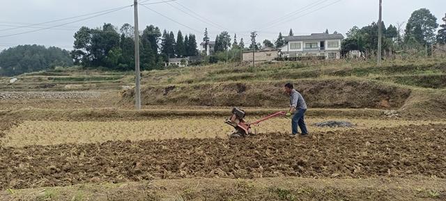 开阳县永温镇：油菜幼苗移栽忙 “冬闲田”变“致富田”