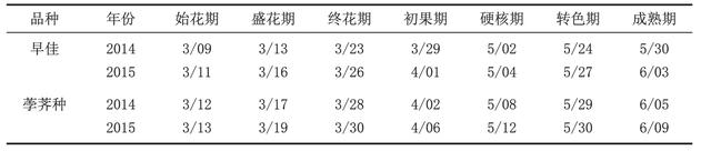 早佳杨梅栽培技术要点及效益分析