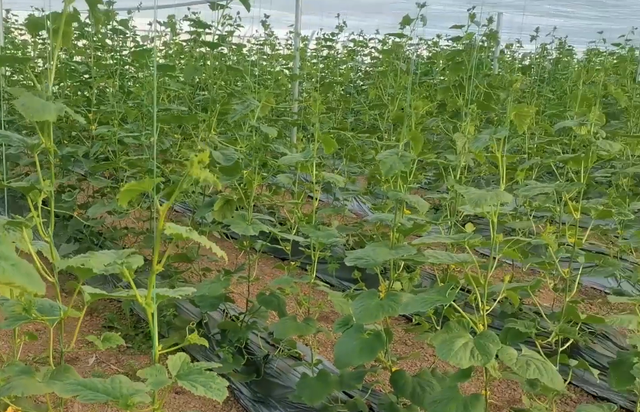 无土栽培优势多，适合种瓜种菜，换茬速度快，而且很省工