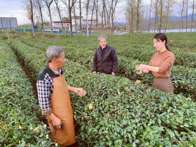 致敬劳动者┃情系南阳家乡的青年创业者谢欣：通过一方茶园助力乡村振兴