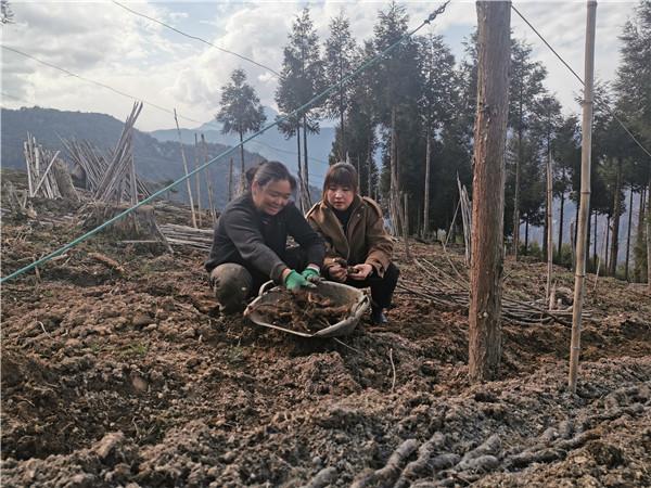 雅安市宝兴县：小山药撬开致富门路 打好乡村振兴“第一仗”