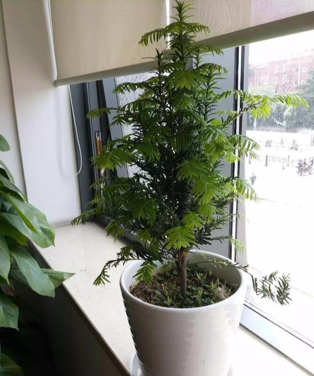 红豆杉——国家一级保护植物的五字养护法