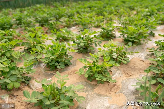 春花生种植做到这7点，发芽出苗快、烂种死棵少，还能有高产