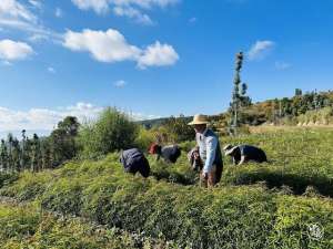 种植茶叶基地农民致富(玉溪江川：千亩野生梁王茶 绿了荒山富了农)