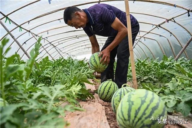 一斤2块5，内江这里的“夏日标配”熟了，快来采摘——