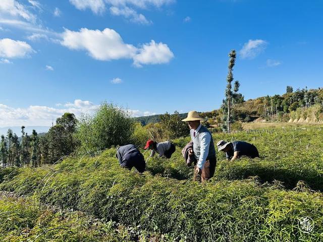 玉溪江川：千亩野生梁王茶 绿了荒山富了农