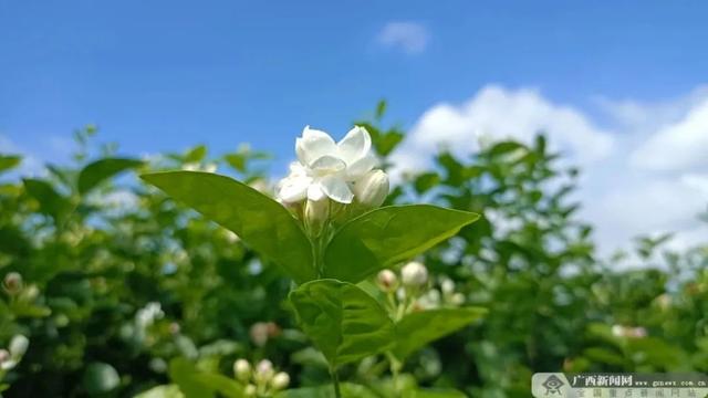 横州市：“高质、高效、高科技”发展茉莉花产业