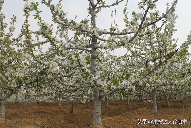 大樱桃栽培管理标准化都有些哪些技术，你学习了解了吗