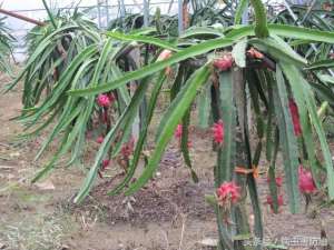 种植火龙果需要什么气候(种植火龙果想高产，掌握这些技巧很重要)